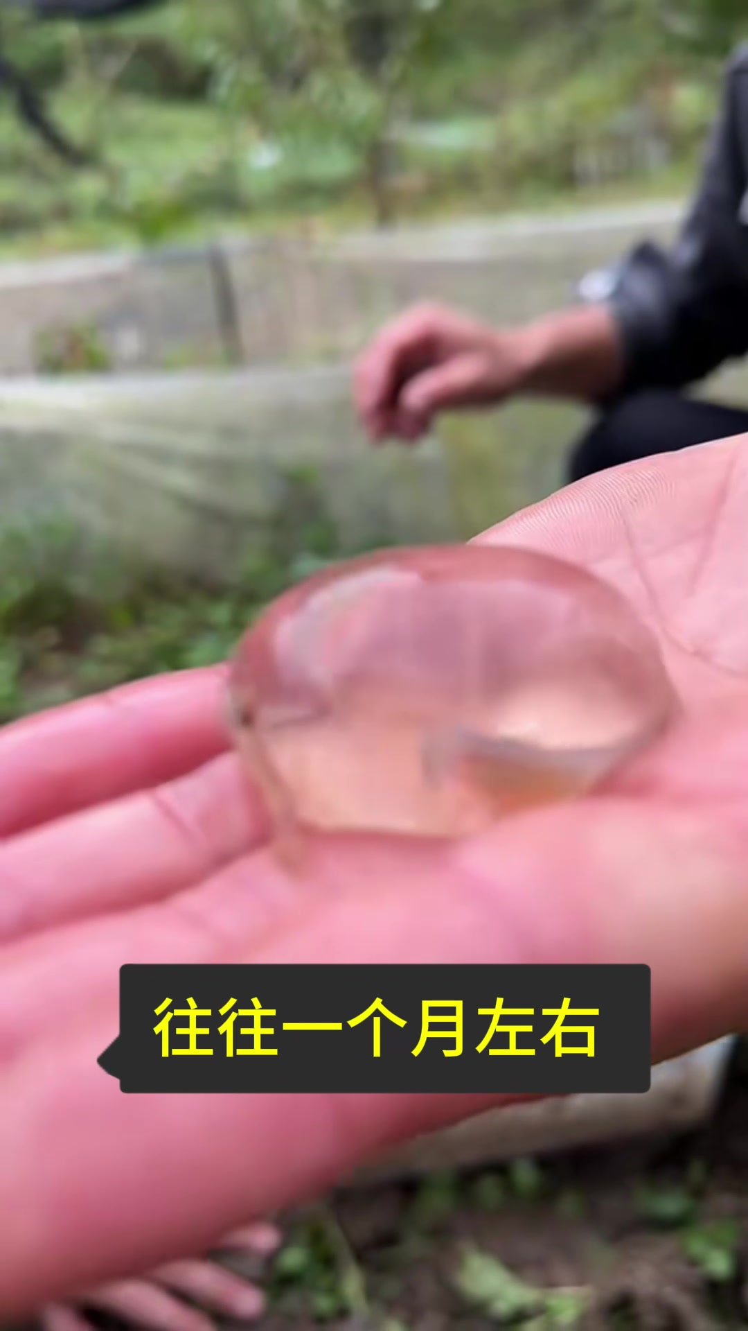 奇特的娃娃鱼卵,好像一串珍珠