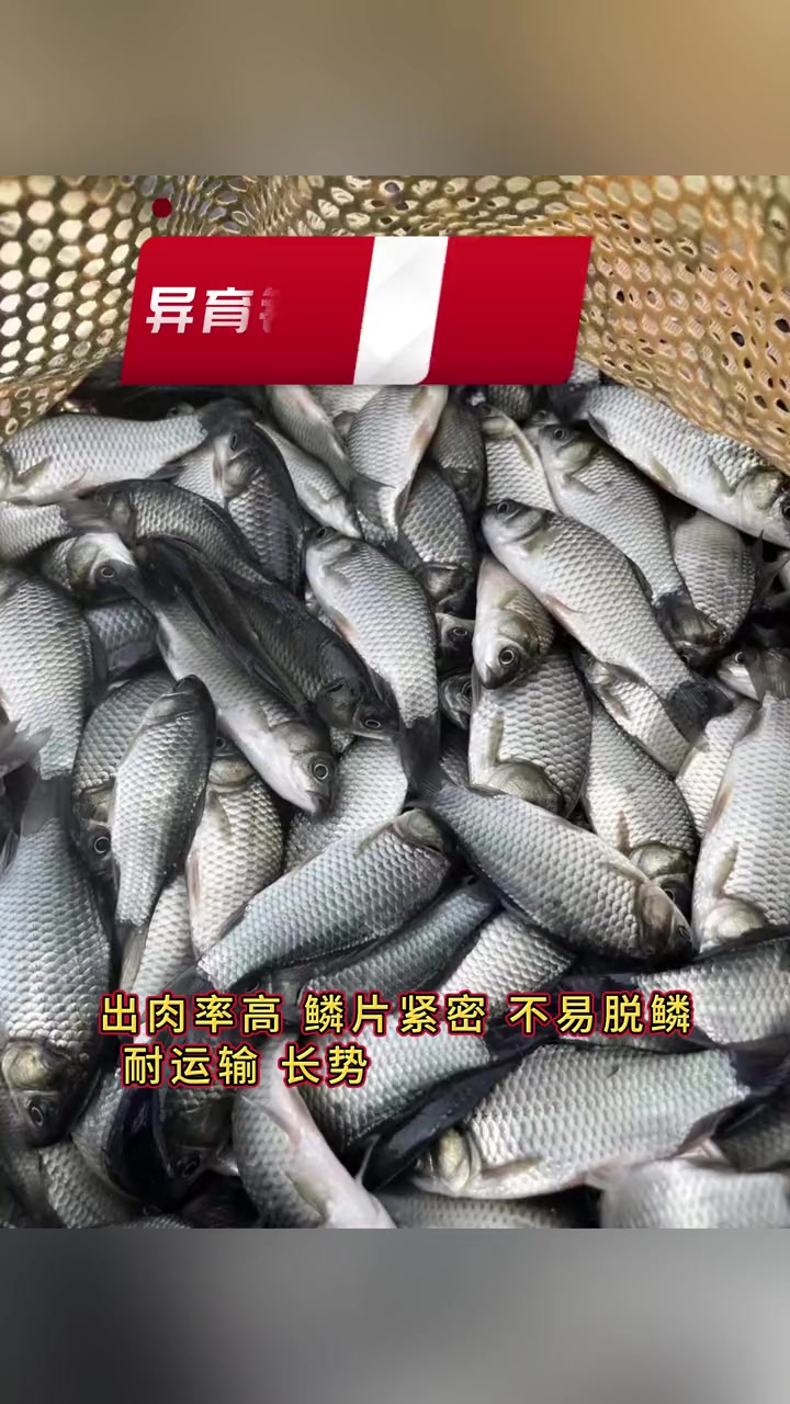 2024年主推的淡水鱼品种,谁将是王炸?龙昌渔业观 水产资讯 龙昌水产焦点