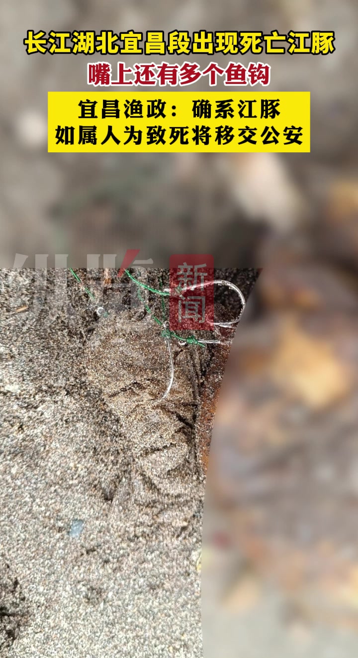纵览热点|长江湖北宜昌段出现死亡江豚,嘴上还有多个鱼钩,宜昌渔政:确系江豚,如属人为致死将