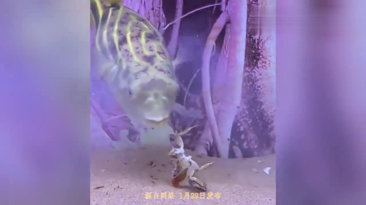 这鱼伙食不错都吃上螃蟹了