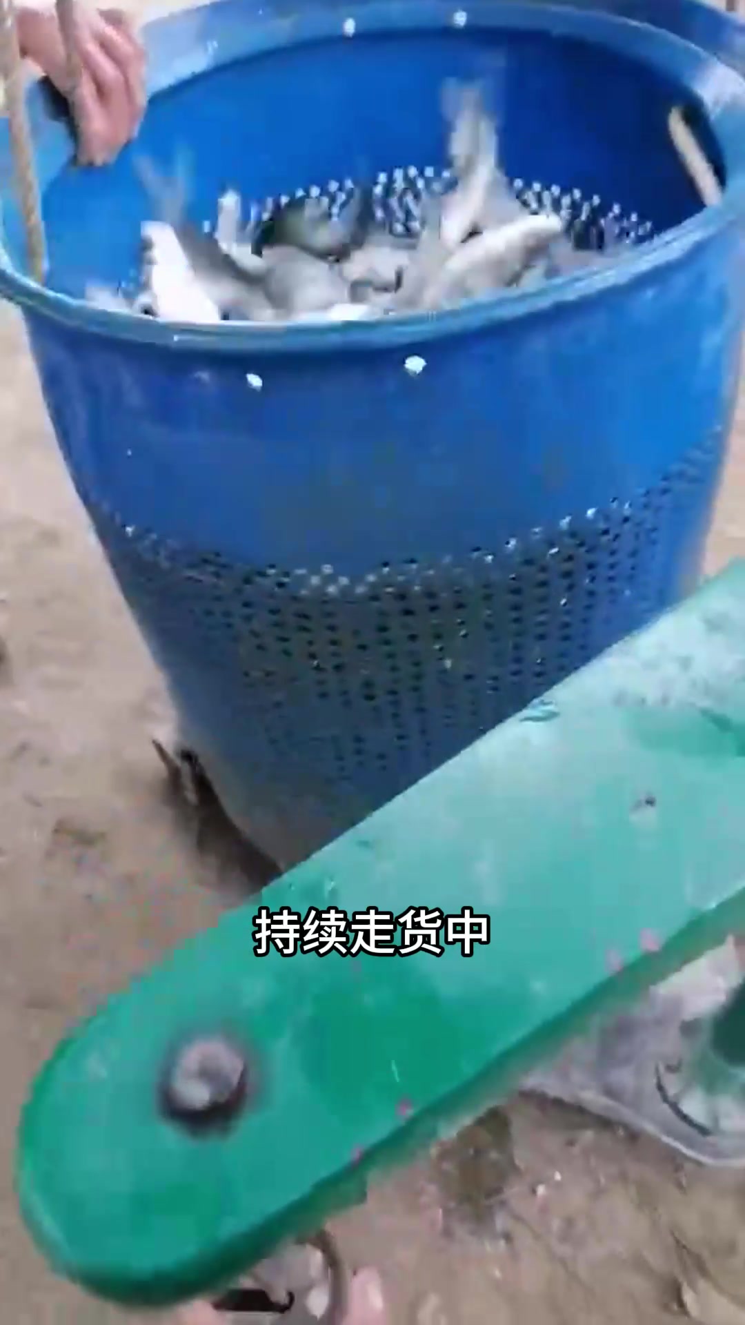广东佛山鱼塘拉苗,明年鱼价能涨吗?