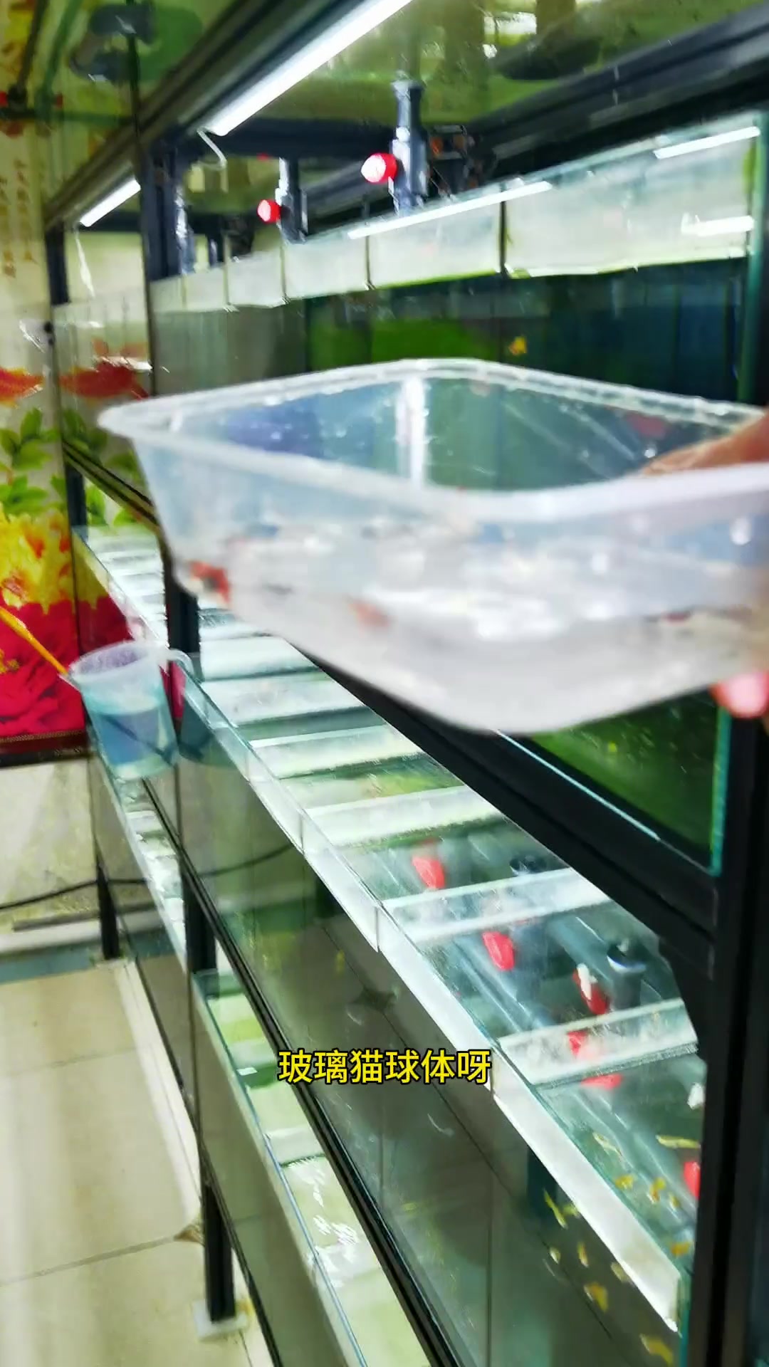 2024您喜欢哪种孔雀鱼呢?