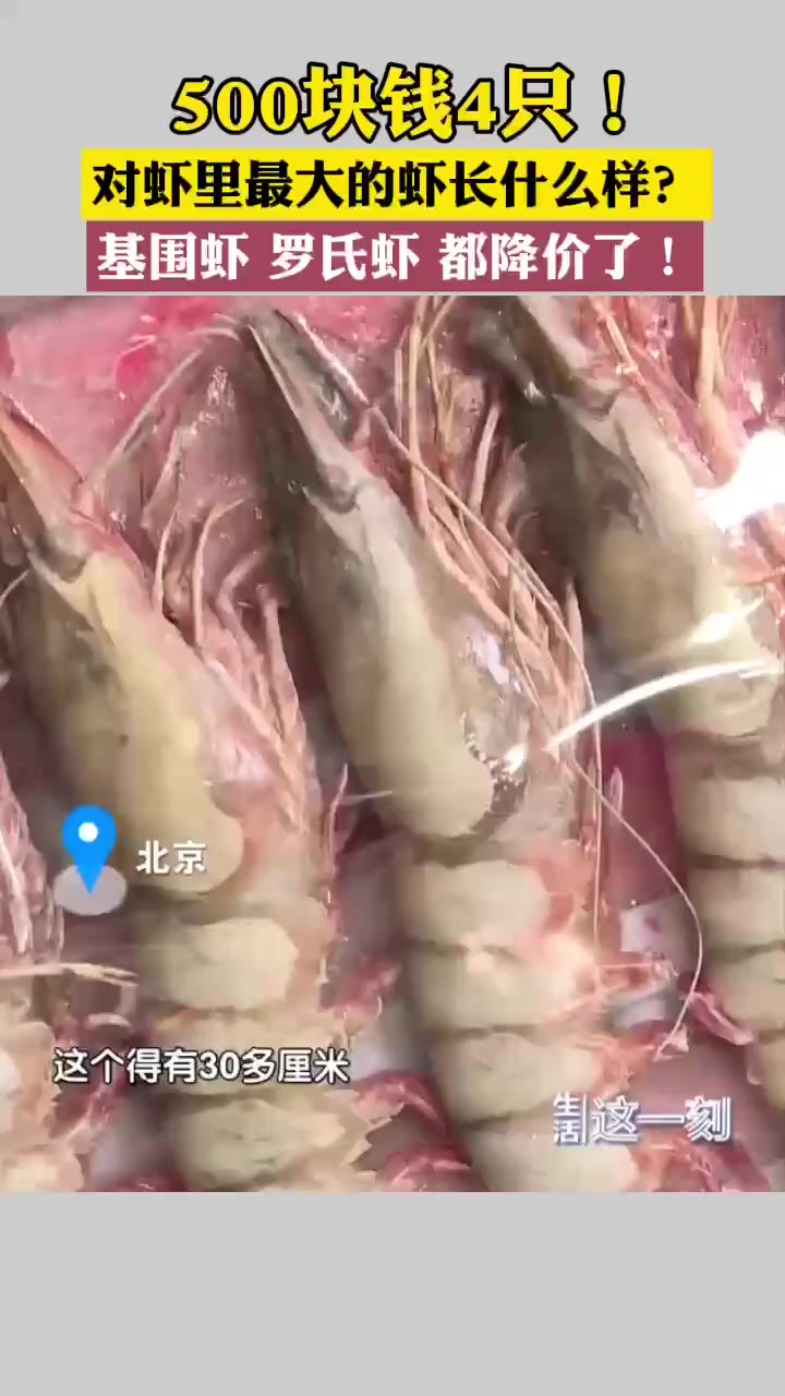 对虾里最大的虾长什么样?基围虾 罗氏虾 没吃过的虾全都降价了