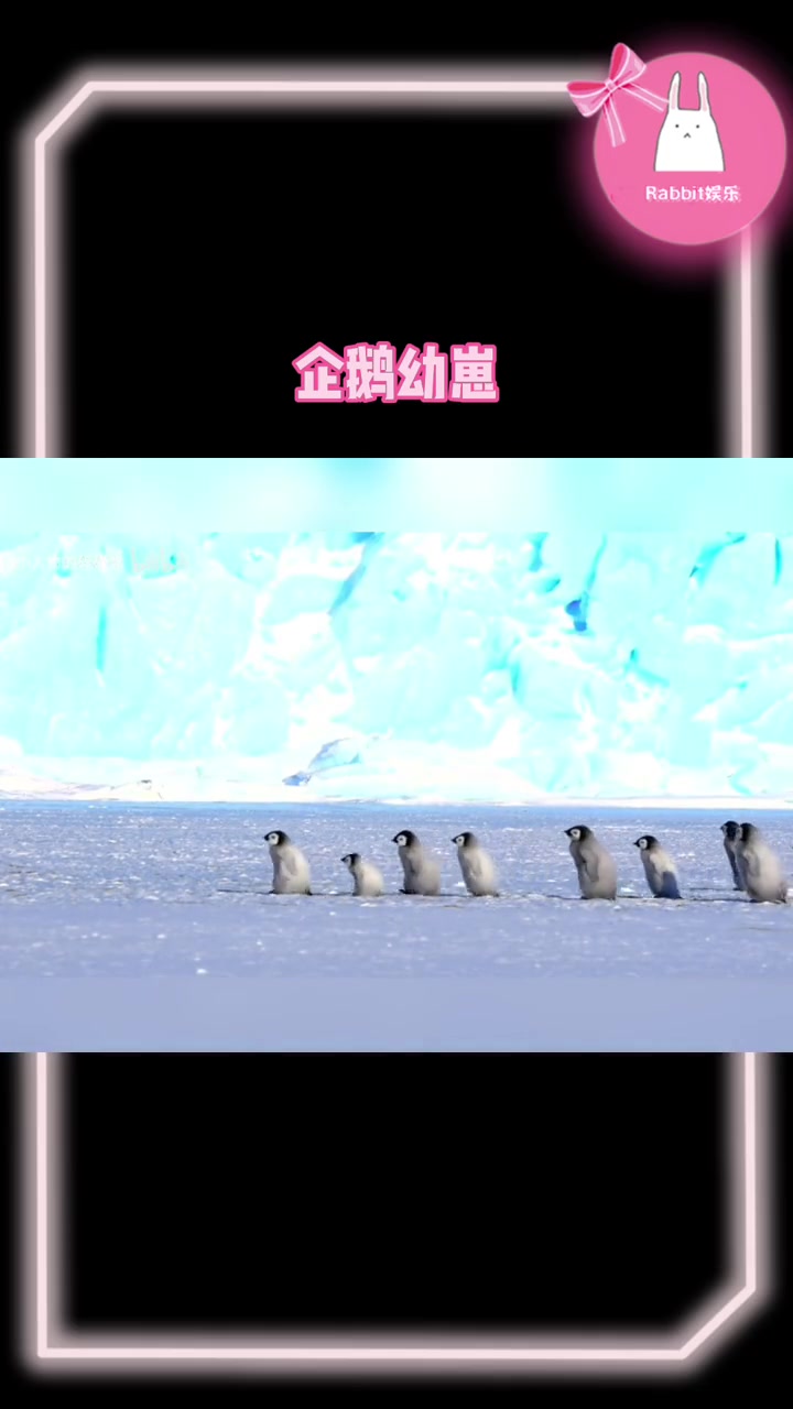 晕晕!好可爱的企鹅幼崽啊!