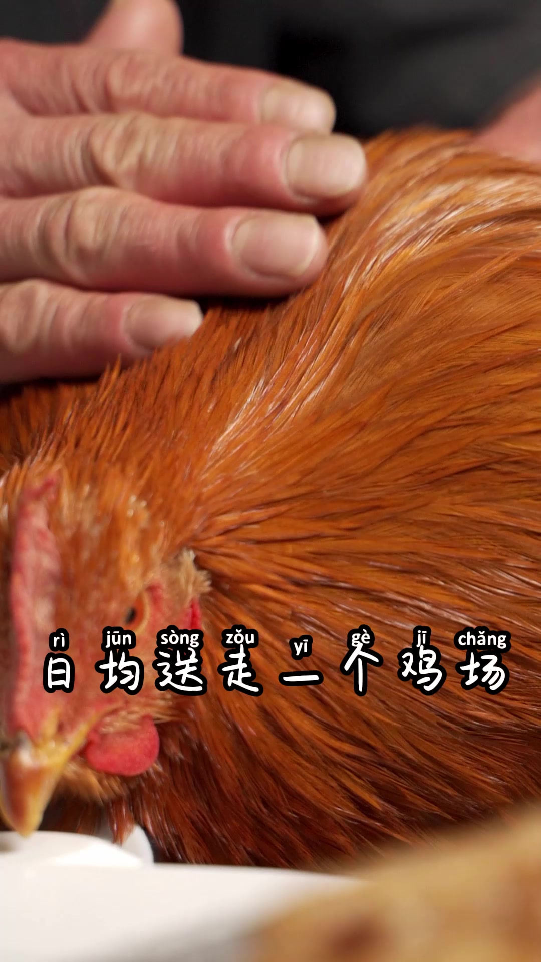 神通广大的网友们,广东的新年都有哪些意头菜呢?