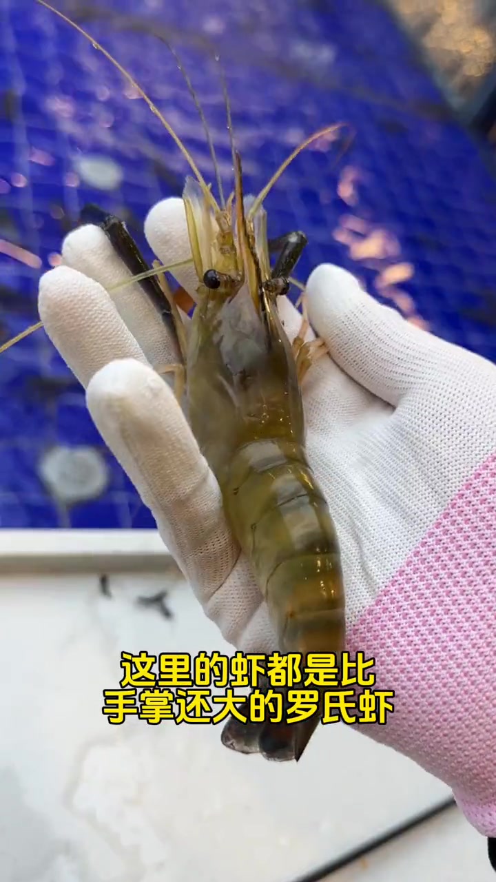 钓虾真的太快乐了 室内钓虾 钓虾馆 网红虾 亲子游玩好去处 周末去哪玩