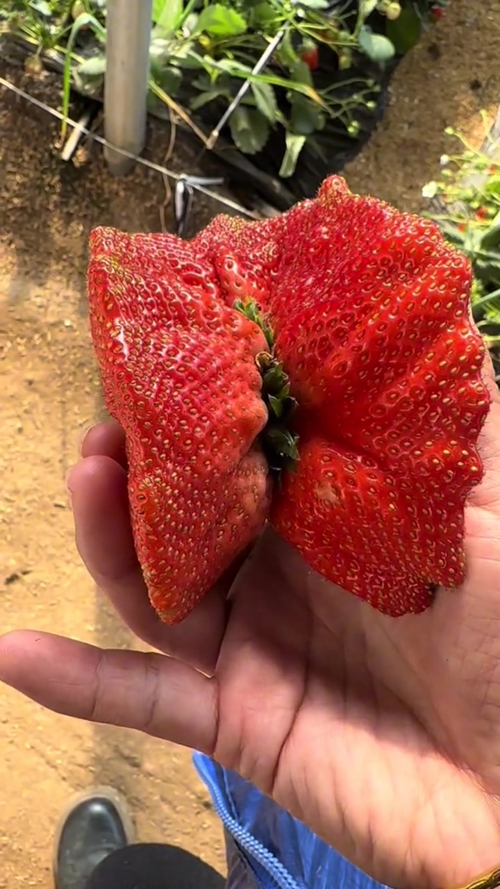 鸡冠型大草莓 新农人计划2023 支持三农扶持三农发展 关注我每天为你分享更多农业知识