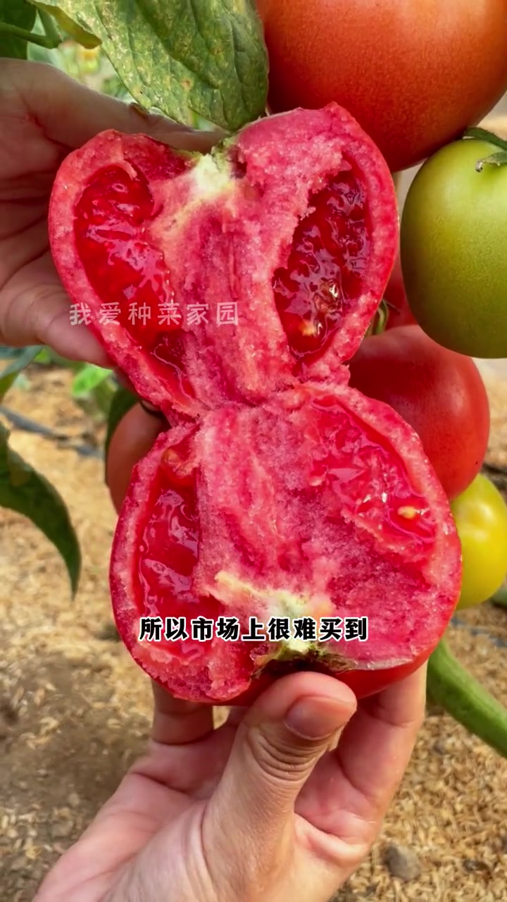 这个老品种西红柿还是小时候那个味儿,推荐你种一些 蔬菜种子 种植的乐趣 自己种的纯天然的绿