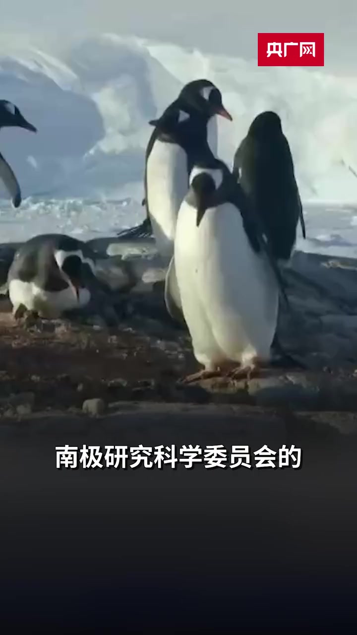 已死亡逾200只!南极洲附近发现企鹅感染禽流感 南极 企鹅 禽流感