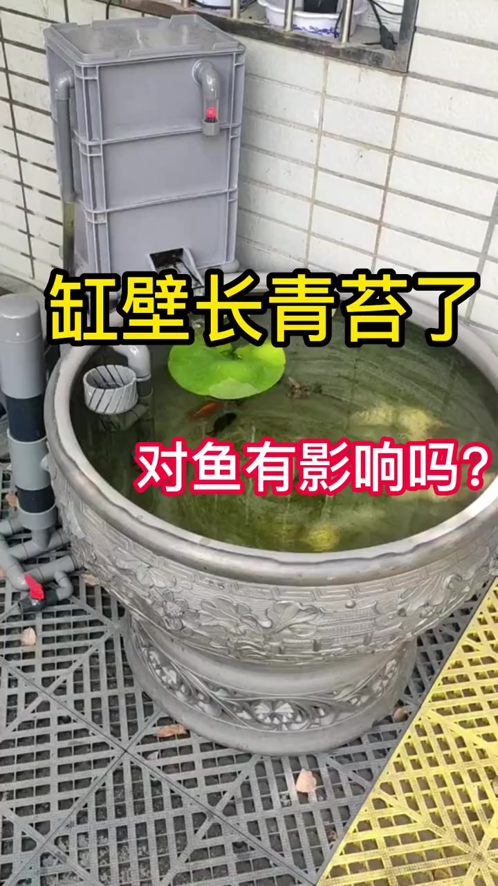 缸壁长青苔了,对鱼有影响吗?长青苔有什么好处呢?周转箱过滤 水族 养鱼日记 鱼缸 金鱼 观