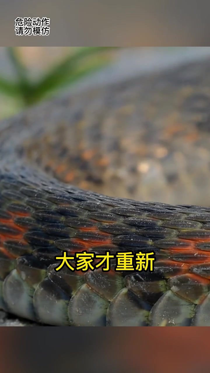 生态学教授挑战野鸡脖子虎斑颈槽蛇