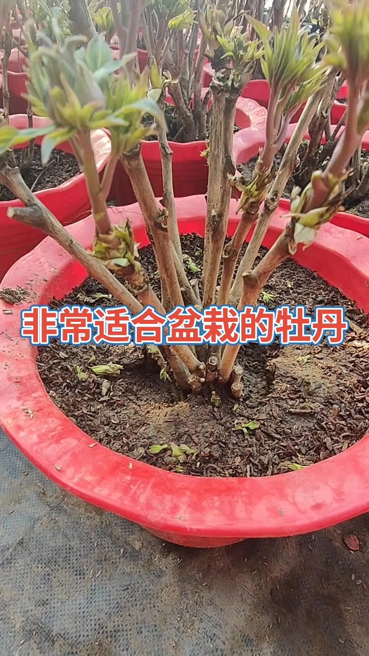 非常适合盆栽的牡丹品种