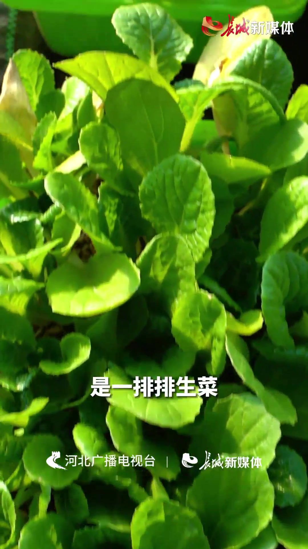 廊坊固安:“盆栽蔬菜”成新景