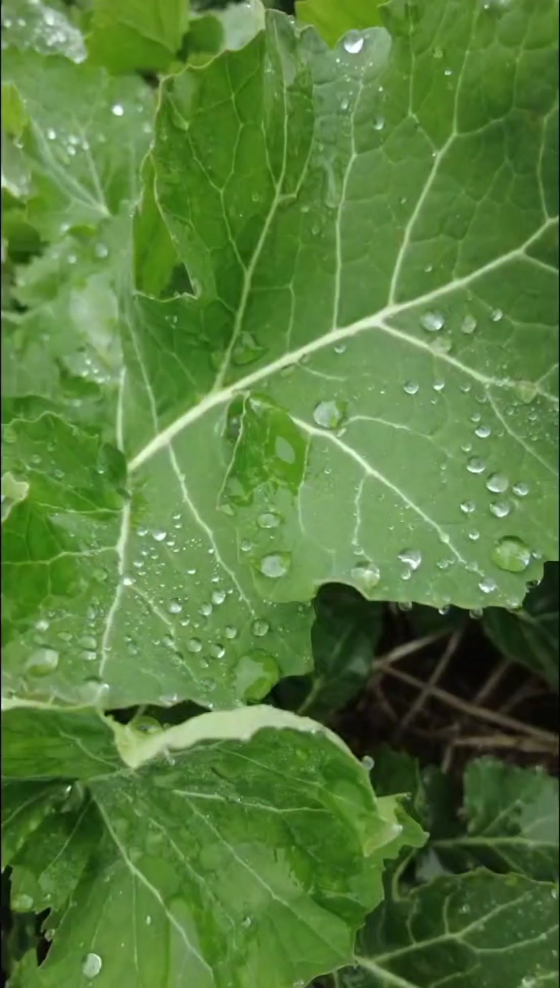 油菜受冻害风险高,专家支招科学应对
