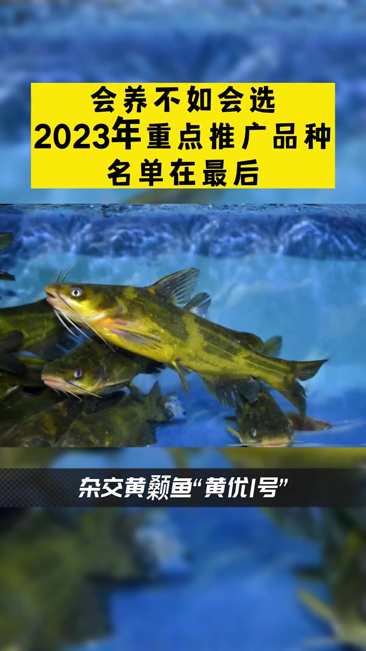 会养不如会选!2023年重点推广水产品种名单发布,涉及鲈鱼、鳜鱼、对虾等