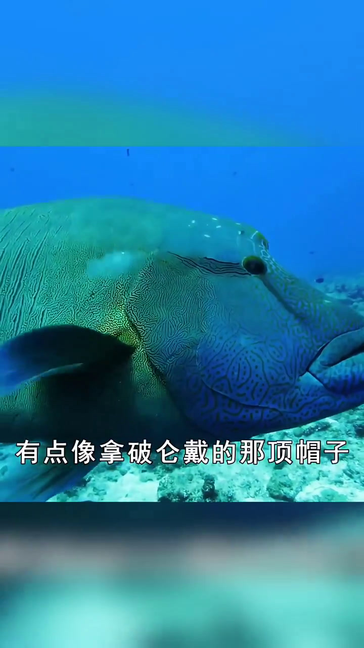 海洋中的贵族,拥有蓝色血液和肉质,却被日本人吃到濒临灭绝!