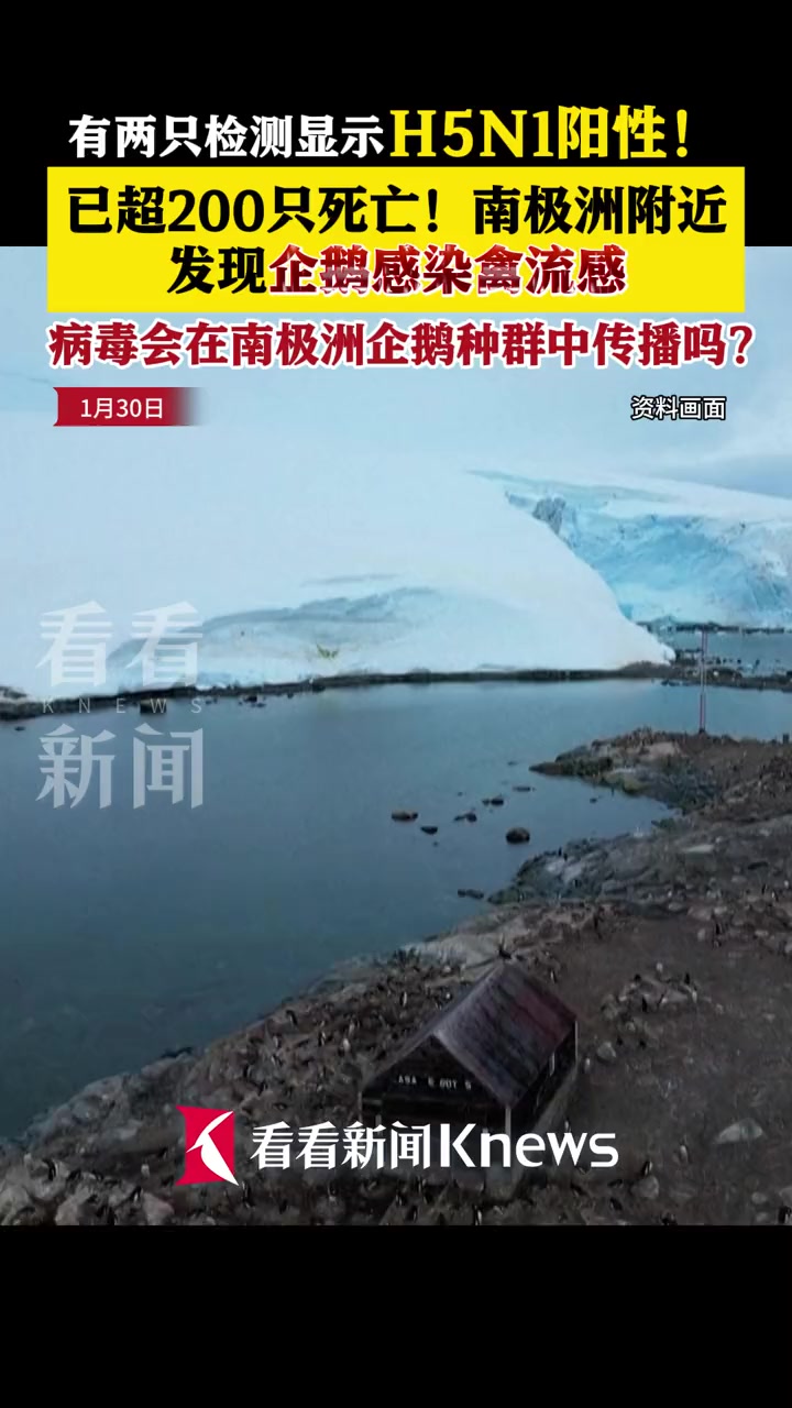 200多只死亡!南极洲附近发现企鹅感染禽流感病例 H5N1