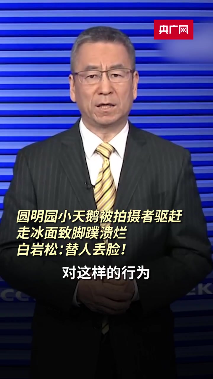 圆明园小天鹅被拍摄者驱赶走冰面致脚蹼溃烂 白岩松:替人丢脸!