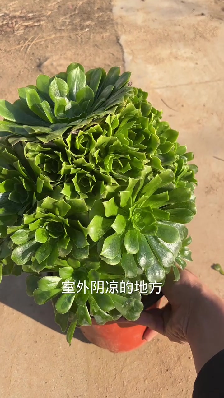 冬天法师冻伤一定注意先不要浇水,叶片冻伤就等叶片慢慢变干脱落,如果杆子或者根部冻伤直接放弃