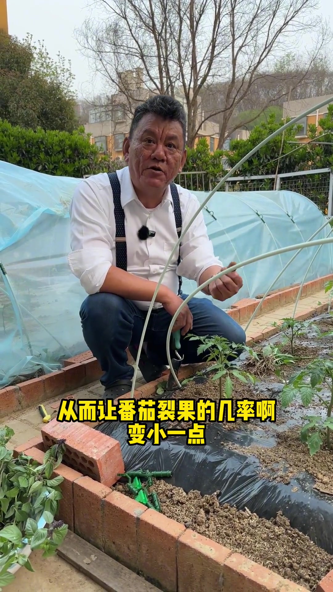 九层塔与番茄混种让它生长的更好 新农人计划2023 家庭种植 阳台种菜 自己种的纯天然的绿