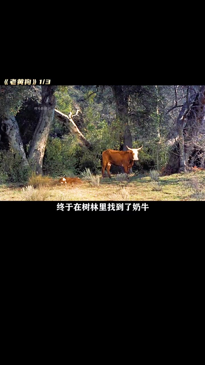 第1集|男孩百般嫌弃的流浪狗却为他付出了生命