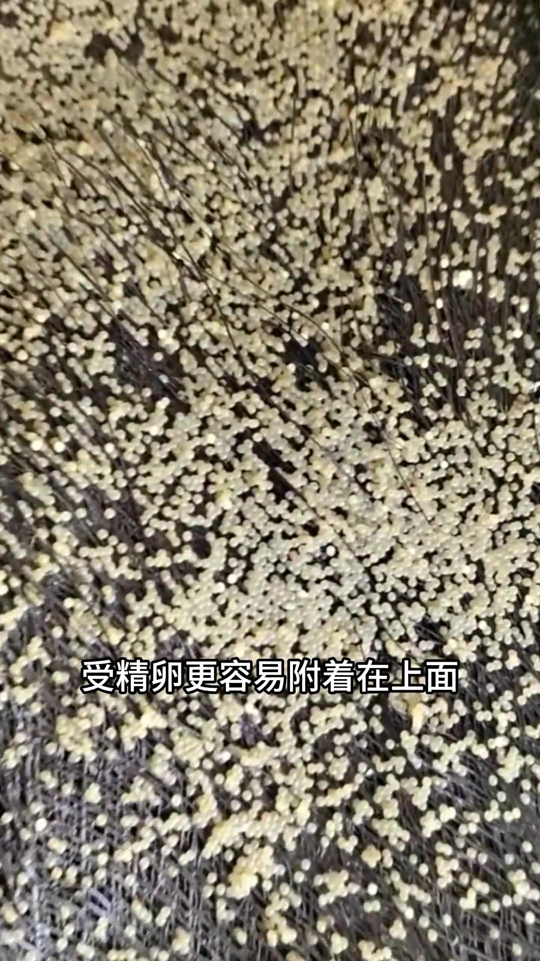 加州鲈鱼水花打包现场,你那边水花降价了吗?