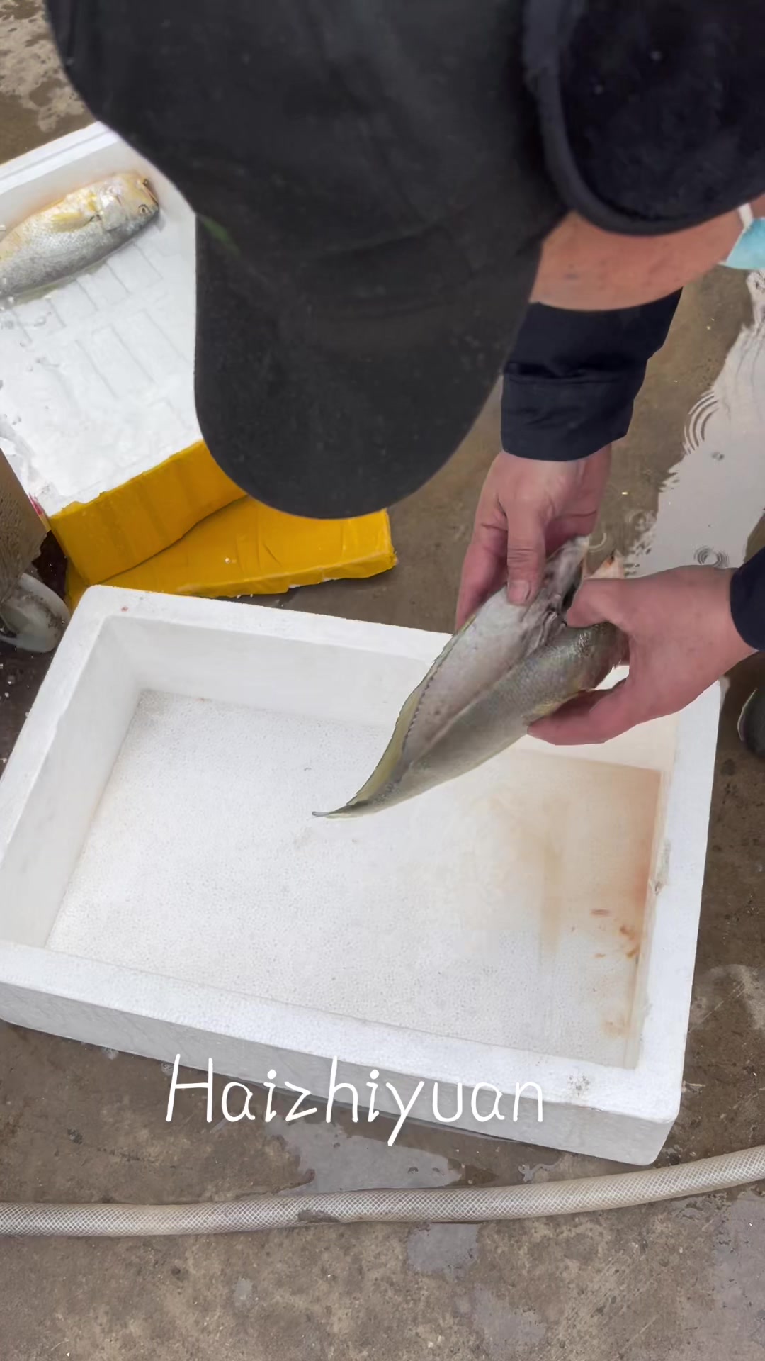 杀鱼机器鱼开片机械设备