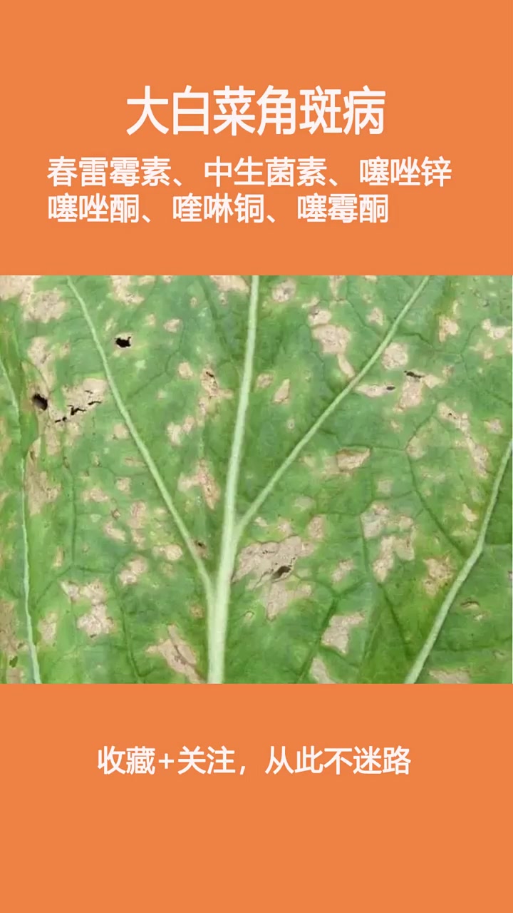 大白菜角斑病