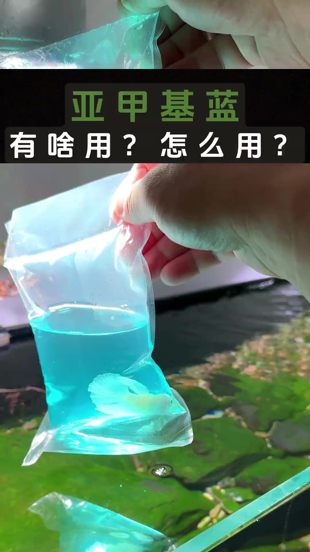 亚甲基蓝 有啥用?怎么用,这条视频告诉你!养鱼 水族 观赏鱼 鱼缸