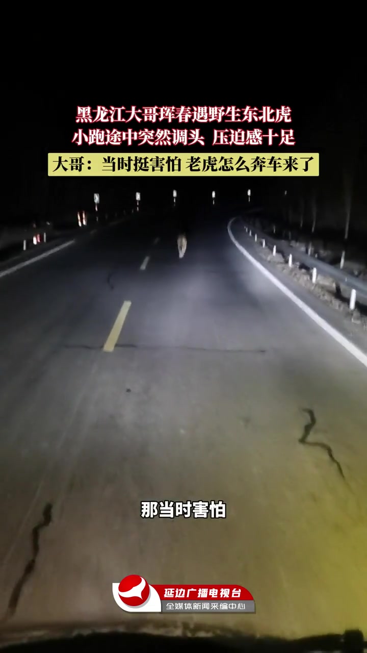 黑龙江大哥珲春遇野生东北虎,小跑途中突然调头,压迫感十足!大哥:当时挺害怕,老虎怎么奔车来