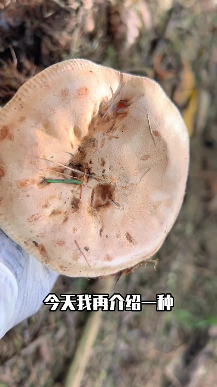 五台山地区的名品蘑菇之一:大把子杯桩菇 五台山地区的名品蘑菇之一:大把子杯桩菇 萌知计划 