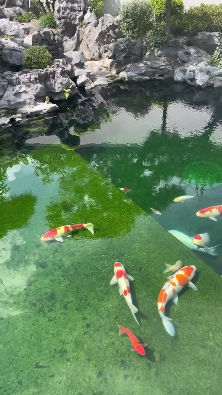 你是因为什么而喜欢上养锦鲤呢!庭院鱼池 鱼池过滤系统 鱼池净化 庭院生活 锦鲤