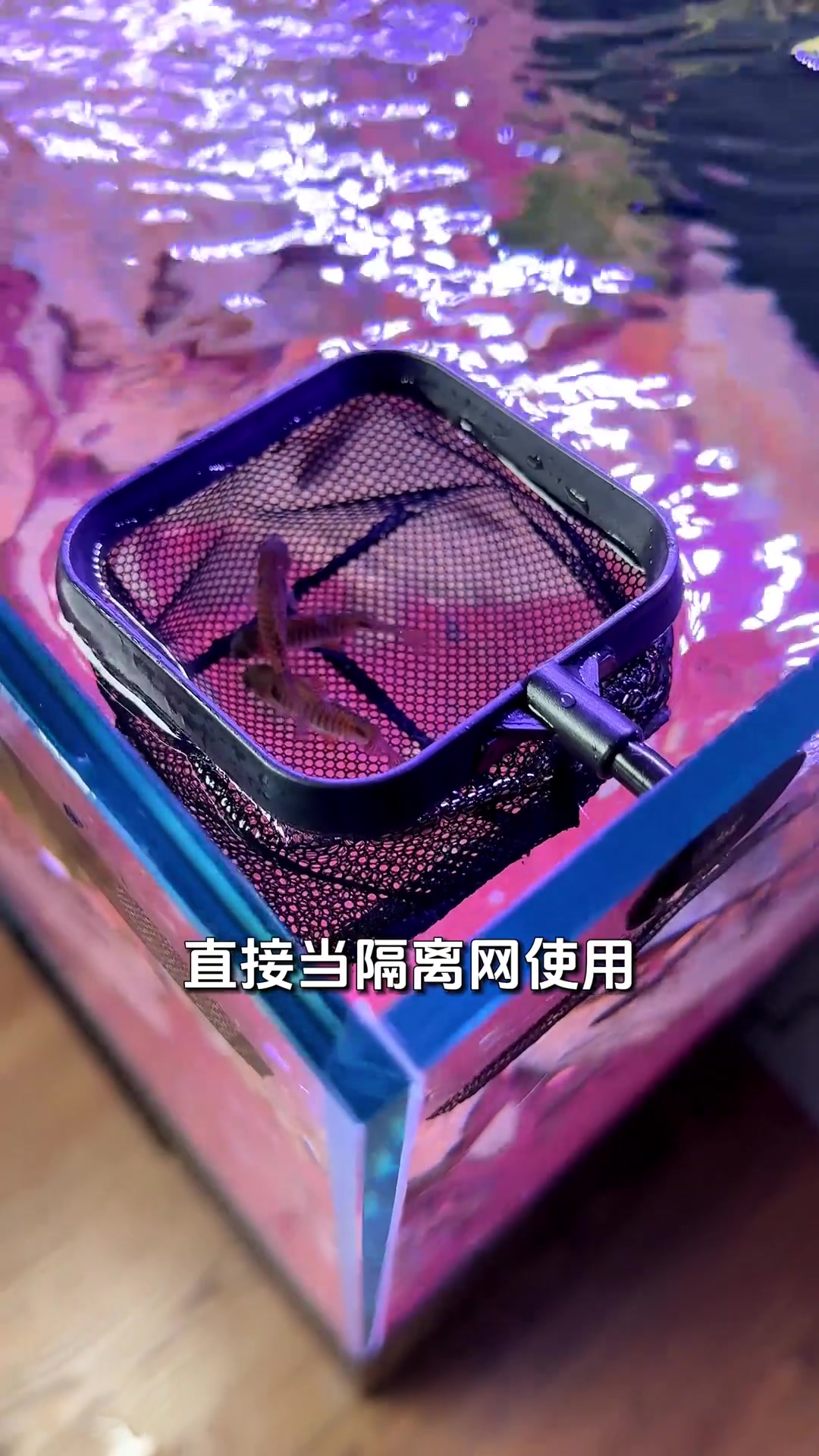 捞鱼也得捞出门道,用好鱼网捞鱼网兜,事半功倍!观赏鱼 水族 新手养鱼 鱼缸 疯狂养鱼阁