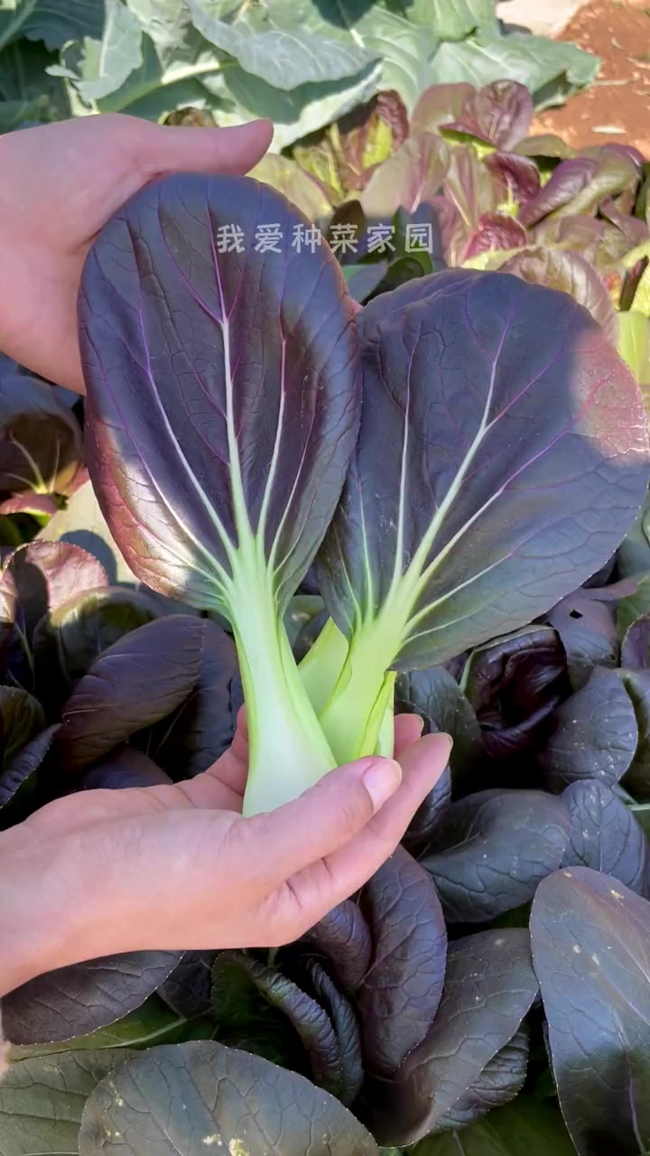 紫油菜花青素含量高,女士一定要种一些 蔬菜种子 种植的乐趣 自己种的纯天然的绿色蔬菜 我的