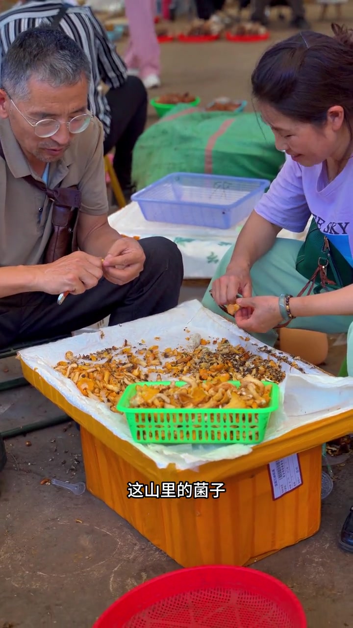 在云南吃野生菌要三熟 品种熟 炒熟 去医院的路要熟 云南人吃菌子的季节