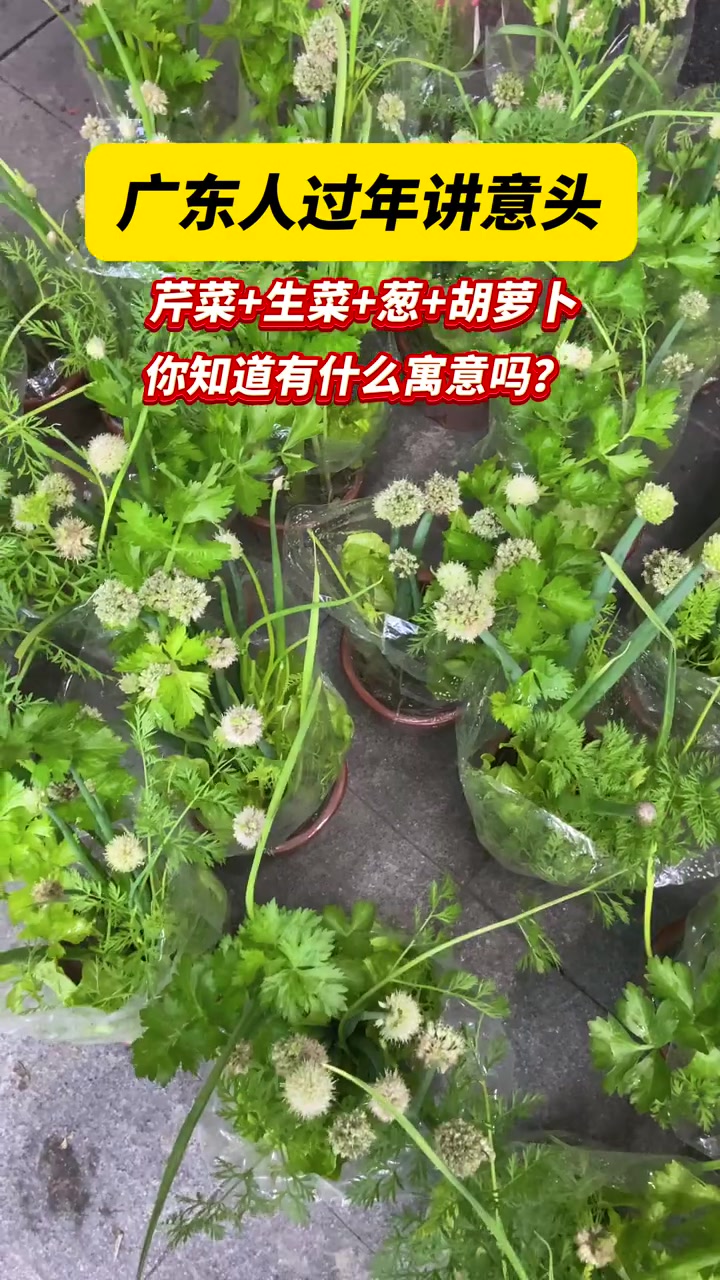 这才是广州过年该有的氛围感  讲意头的广东人春节“年花” 行花市买盆菜回家?你知道有什么寓
