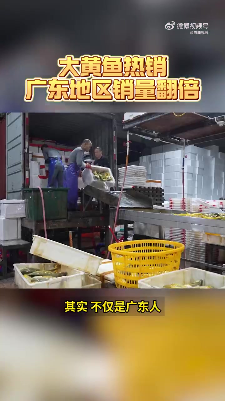 「没有一条福建大黄鱼能游出广东」春节临近,广东人爱吃的年夜饭里必须点名黄花鱼。在大黄鱼的销