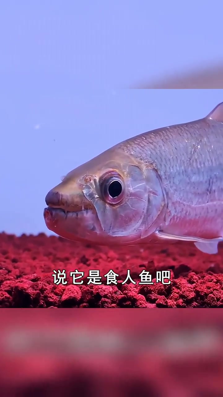 非洲虎鱼到底有多可怕?秒吃小鱼群攻鳄鱼,比大白鲨还残暴!