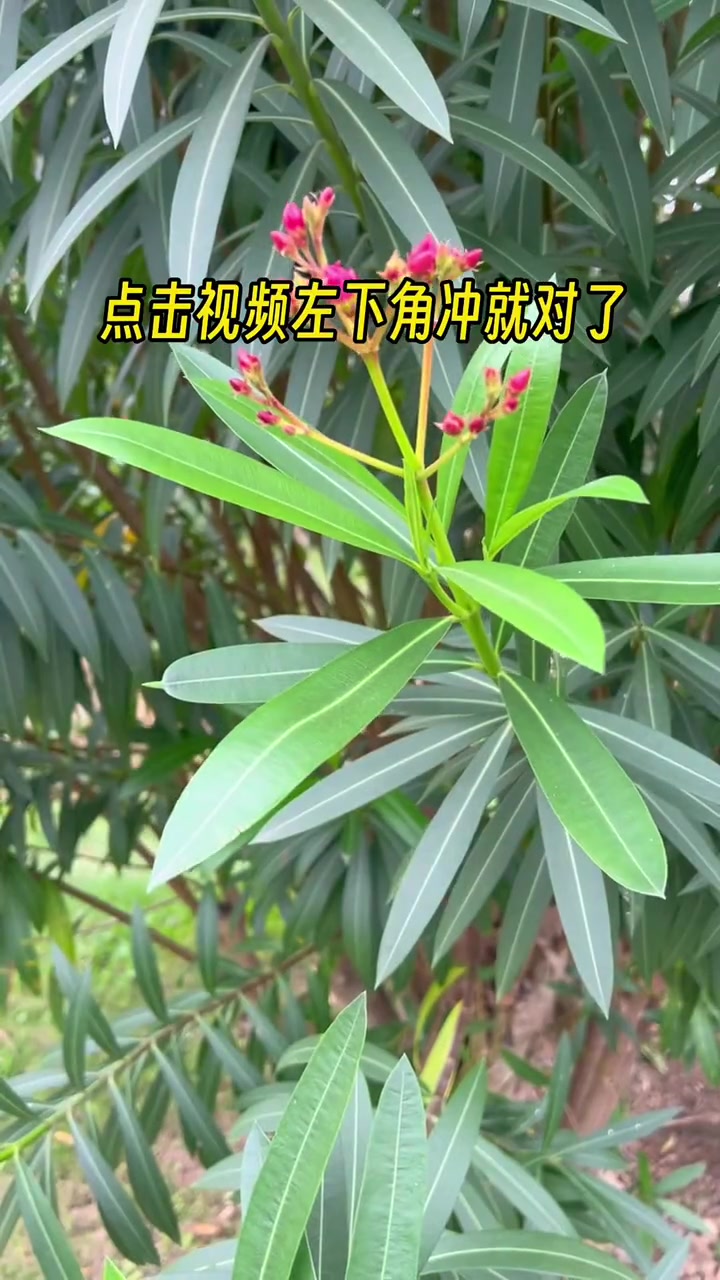 琉璃净茉莉小青提只要7.5一大杯!心动五一 春天第一杯 寻味五一 琉璃净 茶饮