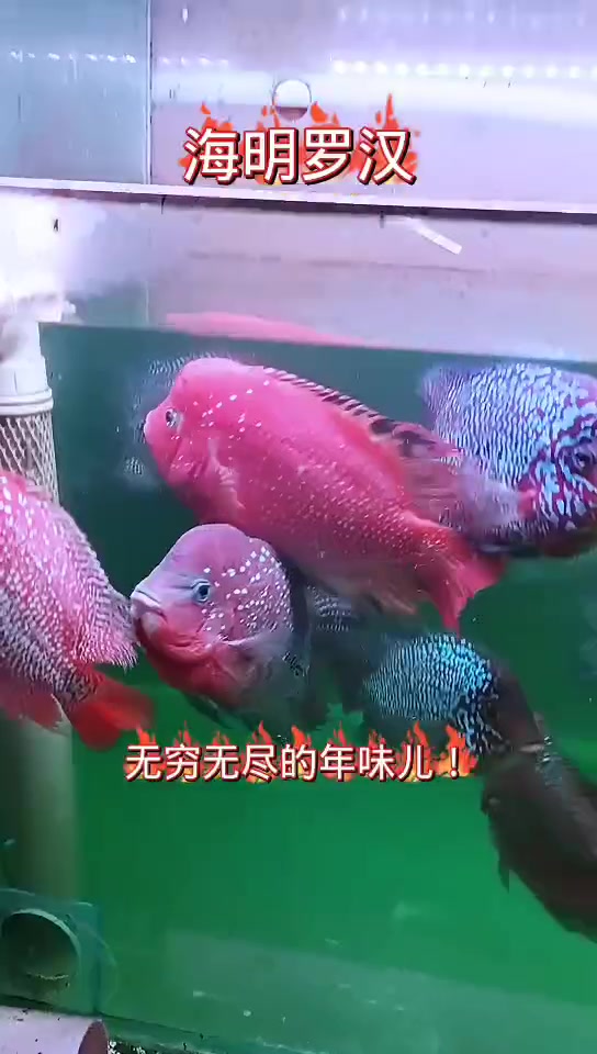 罗汉鱼带来新年快乐!