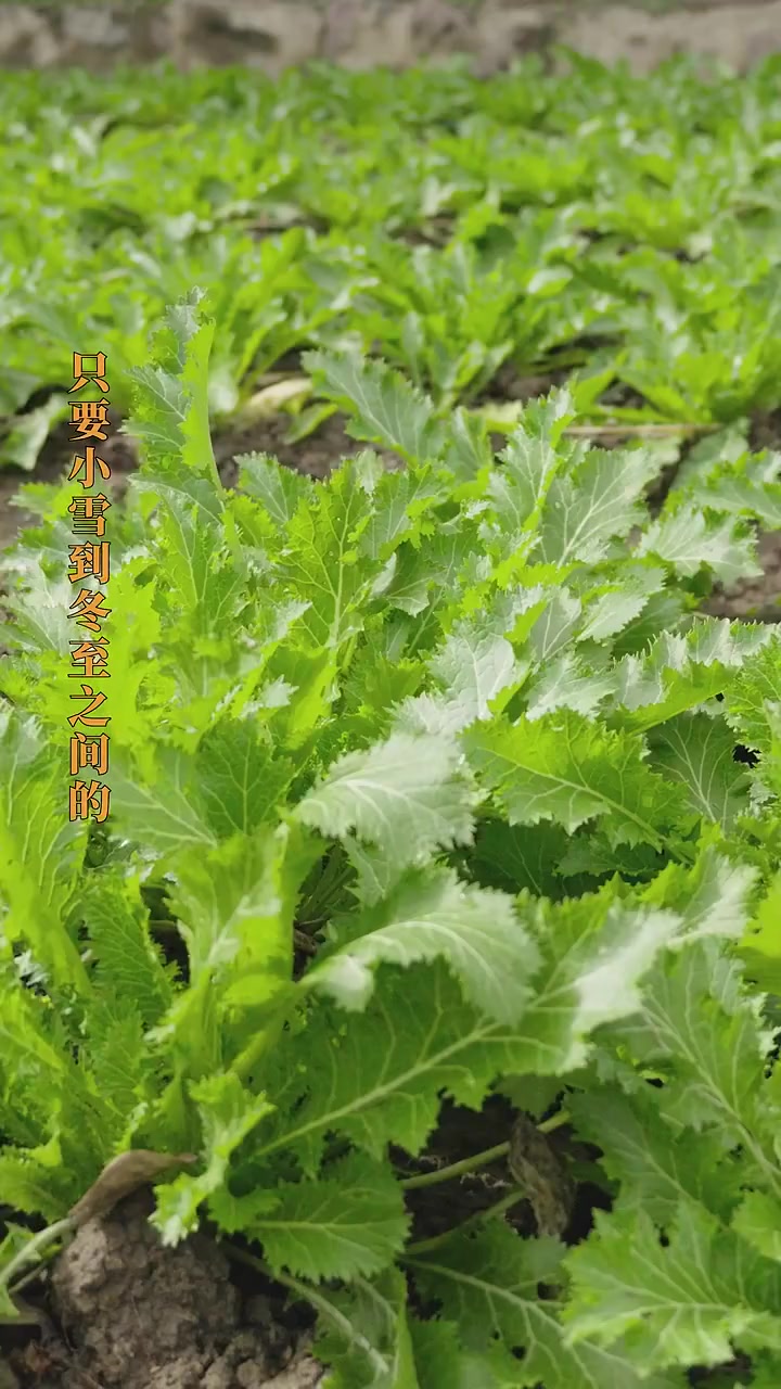 寻美宁波「宁波人的家常味雪菜大汤黄鱼」爷叔要回宁波吃年夜饭,鄞州的地标菜雪菜大汤黄鱼要有。