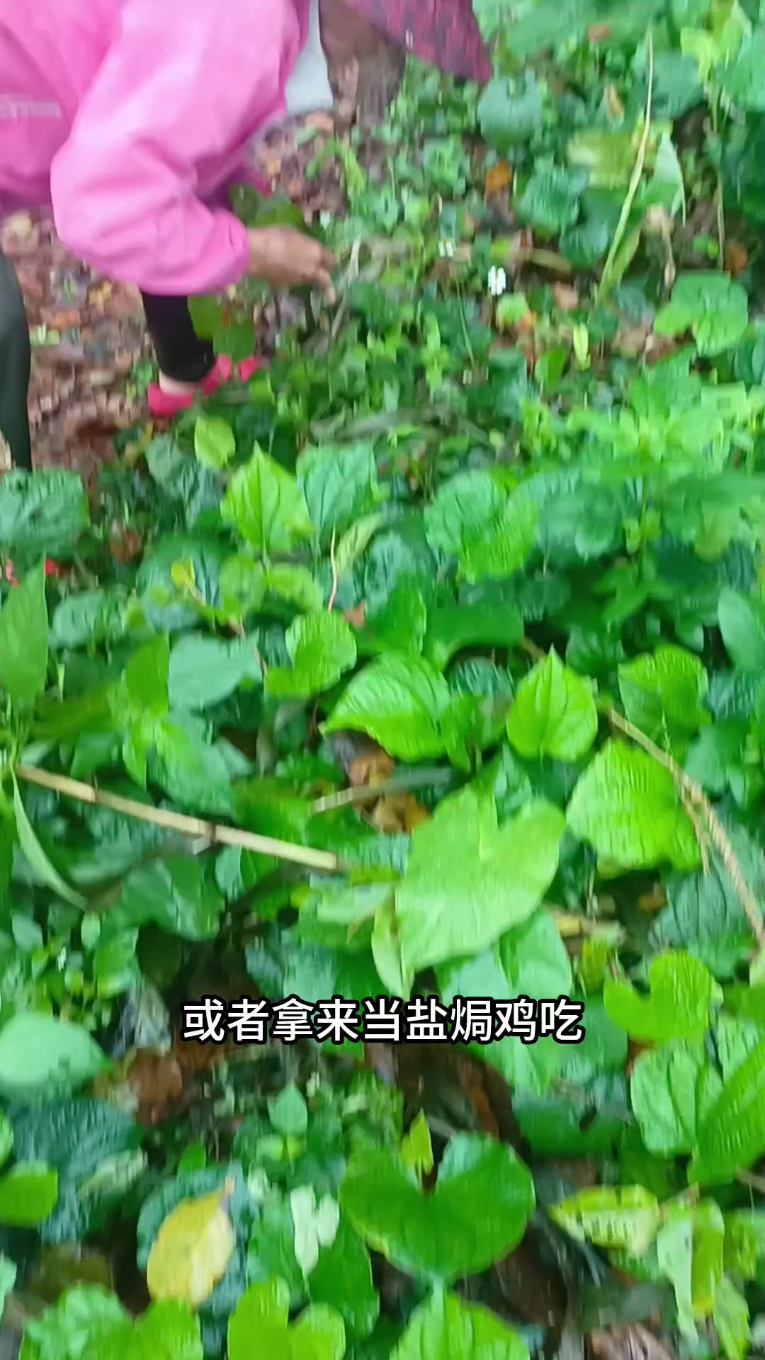 海南琼海野菜猪拔