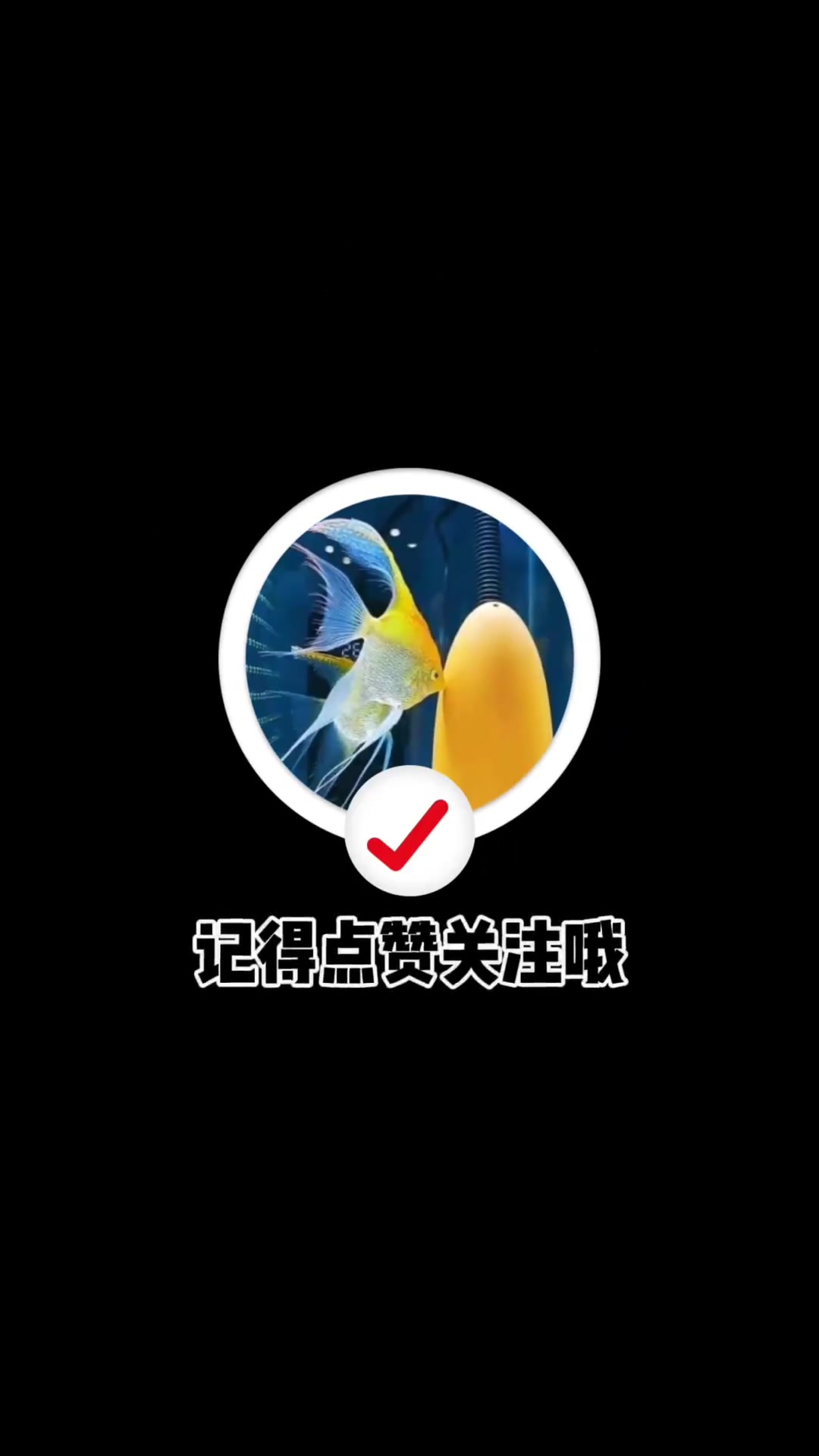 生了!生了!孵化的第三天～养鱼日志 黄金胡子 观赏鱼 热门