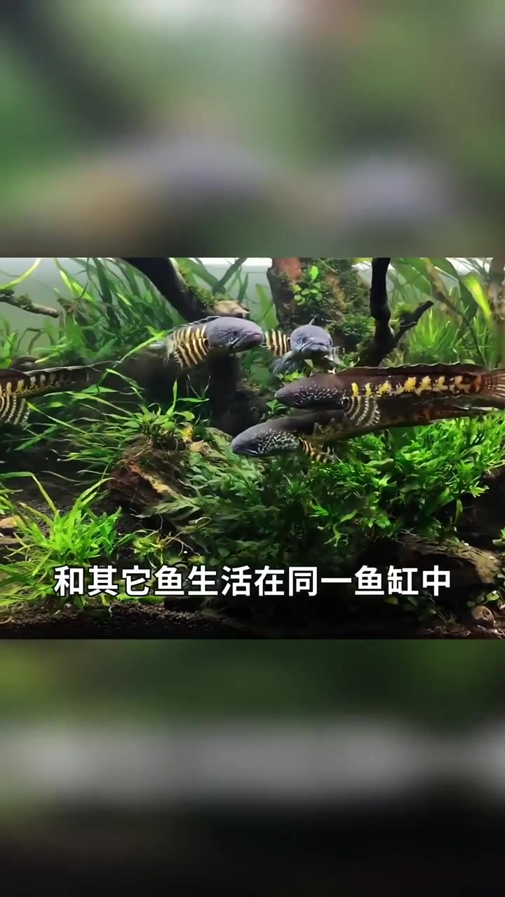 四川成都“无头鱼”存活多日,还能在鱼塘游走,这是怎么回事呢?