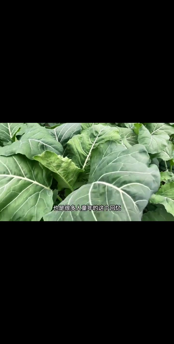 种植这种蔬菜用来做榨菜,那种童年的回忆,你还记得吗 三农 农业种植
