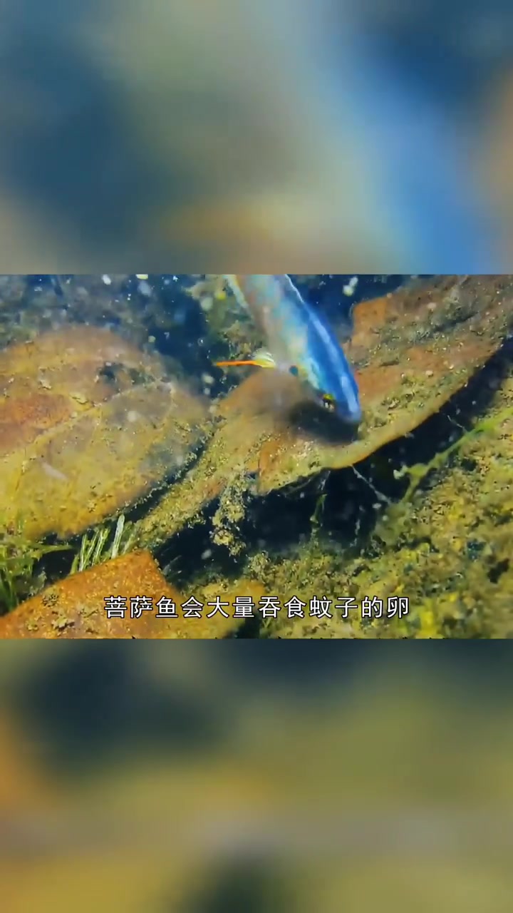 农村常见的“菩萨鱼”,常被抓来喂鸡喂鸭,如今为何很少见了?