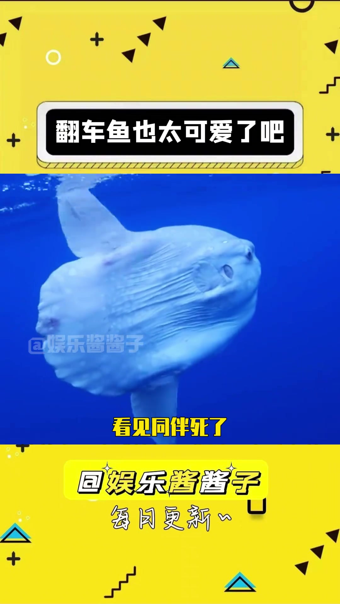 翻车鱼真的也太可爱了吧!娱乐评论大赏