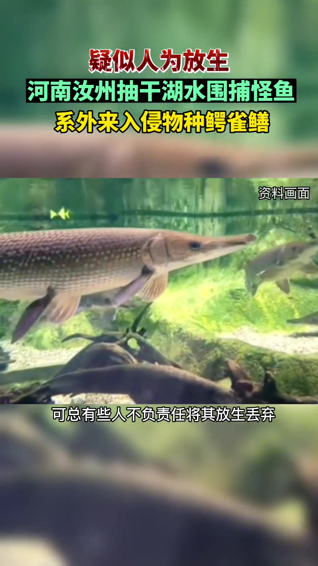 汝州怪鱼是什么?观赏鱼 鳄雀鳝 为何被称为水中杀手?