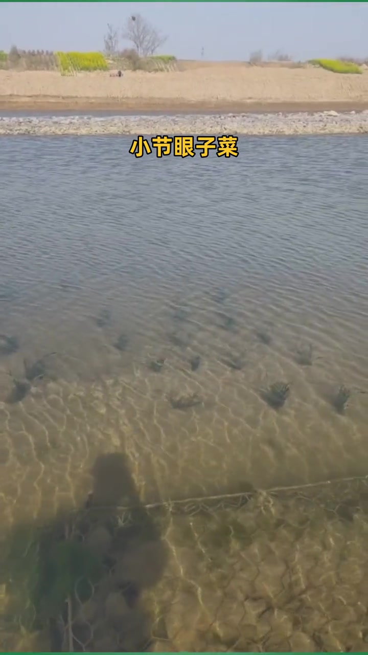 萧山水生植物基地 小节眼子菜 微齿眼子草