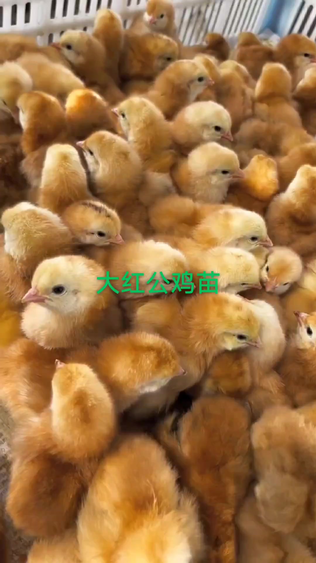 九斤红大红公鸡苗鸡苗孵化场